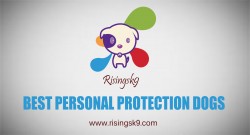Best Personal Protection Dogs