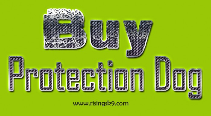 Buy protection dog