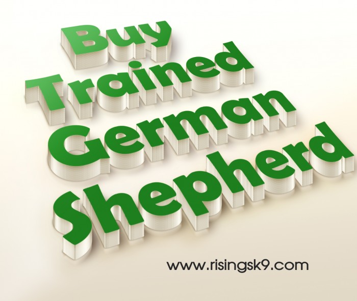 Buy Trained German Shepherd