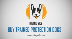 Buy Trained Protection Dogs