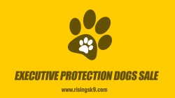 Executive Protection Dogs Sale