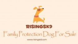 Family Protection Dog For Sale