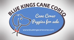 Cheap Cane Corso Puppies For Sale