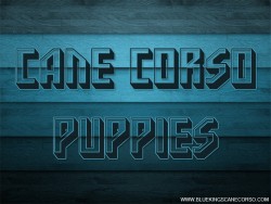 Cane Corso Puppies For Sale In Ga