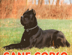 Cane Corso Puppies For Sale In Ohio