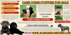 Find Puppies For Sale Near Me