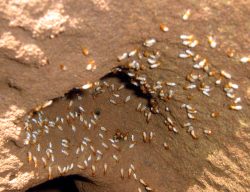 Anaheim termite inspection