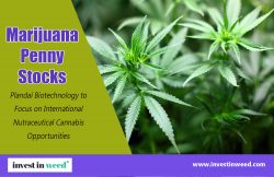 Marijuana Penny Stocks | investinweed.com