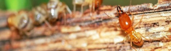 Pest Control Melbourne – Termites Control, Inspection & Treatment Watsonia