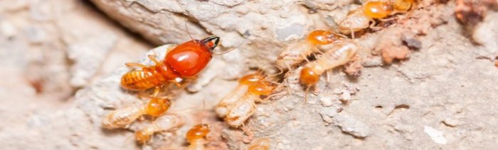 Pest Control Melbourne – Termites Control, Inspection & Treatment Watsonia