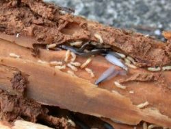 Pest Control Mill Park – Termite Inspection, Treatment & Control