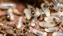 Pest Control Watsonia – Termite Inspection, Treatment & Control