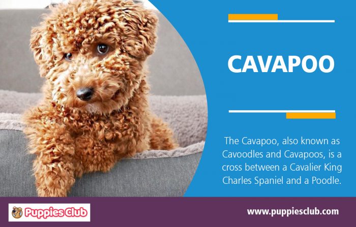 Cavapoo | puppiesclub.com