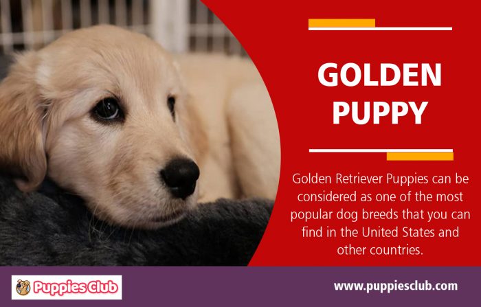 Golden Puppy | puppiesclub.com