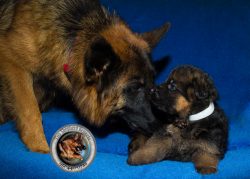 Buy German Shepherd Litters for Sale in California