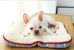 Cheap pet cushion luxury pet dog mat