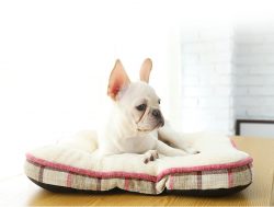 Cheap pet cushion luxury pet dog mat