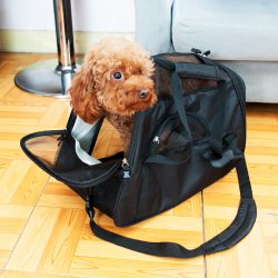 Pet Dog Cat Carrier Airline Approved foldable soft pet carrier