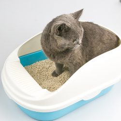 large cheap cat litter box cat litter tray