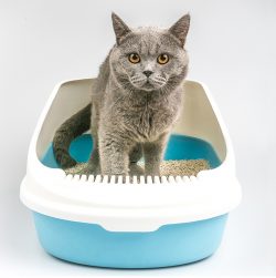 Factory wholesale large cheap cat litter box cat litter tray