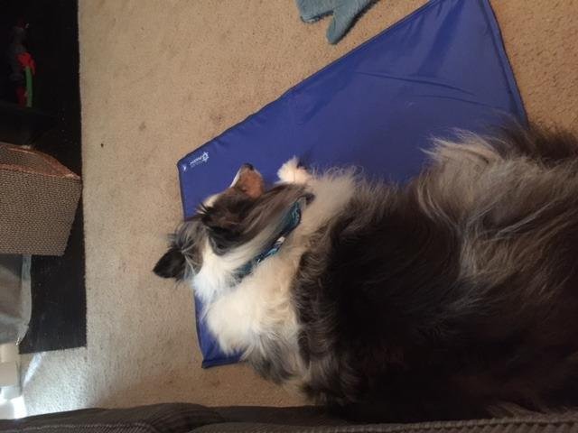 Factory direct sale re-usable Non-toxic pet cooling mat dog cooling pad
