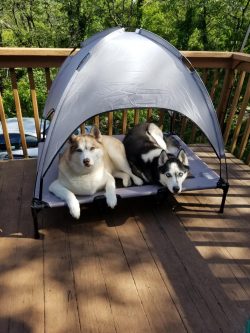 Waterproof Orthopedic Elevated Pet Bed Dog Camping Cot with Canopy Shade