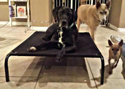 Factory direct sale large steel frame orthopedic chewproof elevated dog bed