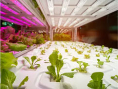 Grow Lights For Lettuce