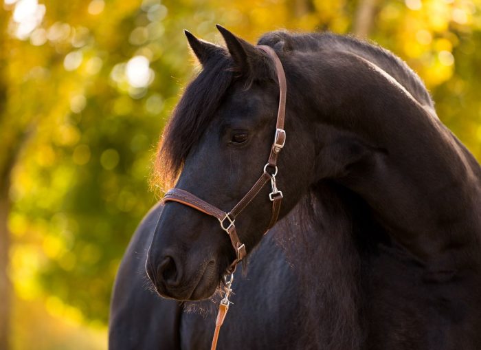 Schwarzes Leder Pferdehalfter online kaufen