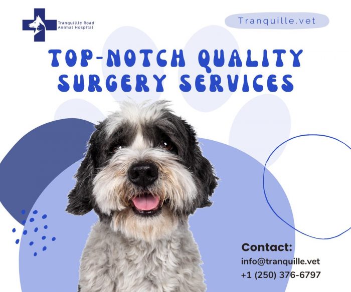 You can also contact our expert vets for Dog soft tissue injury treatment