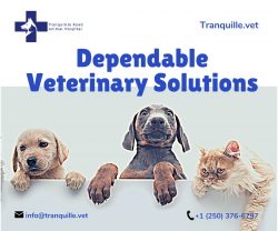 You can also contact our expert vets for Dog soft tissue injury treatment