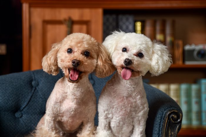 training collar for small dogs