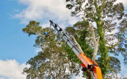 Tree removal Auckland