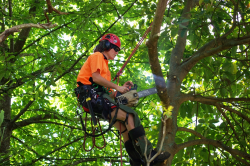 Arborist Auckland