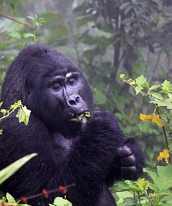 Gorilla Trekking Safaris & Tours