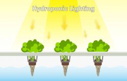Beginners Guide to Hydroponic Lighting