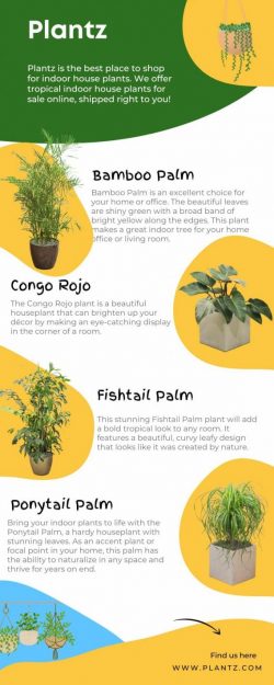 Discover the Beauty of Bamboo Palm – Nature’s Elegance at Your Fingertips