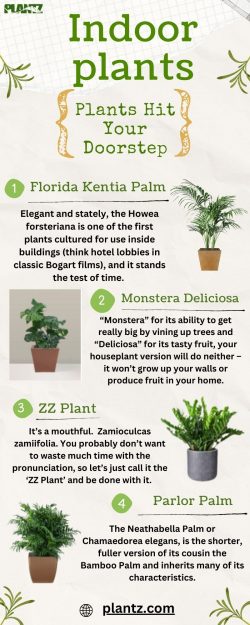 Exploring the Beauty of Indoor Plants