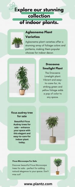 Dracaena Marginata: Care Tips and Planting Guide