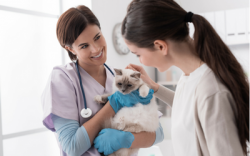 Professional downtown vancouver veterinary clinic