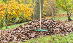 Top-Quality Fall Clean-Up Services: Robert Complete Care