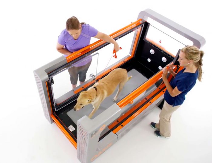 Oasis Underwater Treadmill for Canine