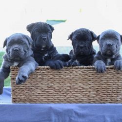 Discover Quality Cane Corso Puppies for Sale Near You – Your Trusted Cane Corso Breeder in ...