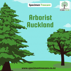 Cutting down and trimming trees | Arborist Auckland