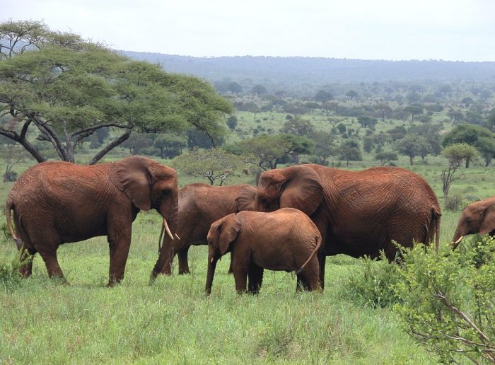 Enjoy Tanzania Joining Safari Tours