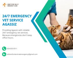 Dependable 24/7 Emergency Vet Service in Agassiz