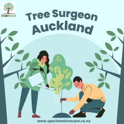 Auckland’s Best Arborists & Tree Surgeons