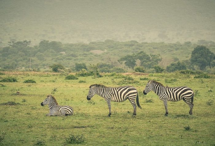 Enjoy Tanzania Safari Trip