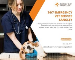 Immediate 24/7 Emergency Vet Service in Langley