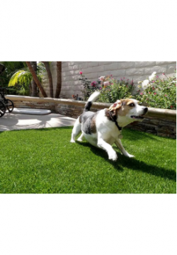 Artificial Grass for Pets